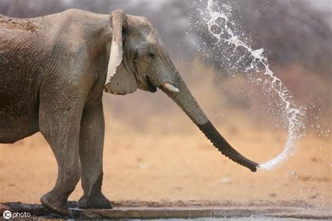 大象噴水 君子蘭風水